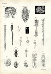 バックボーン、1863-79